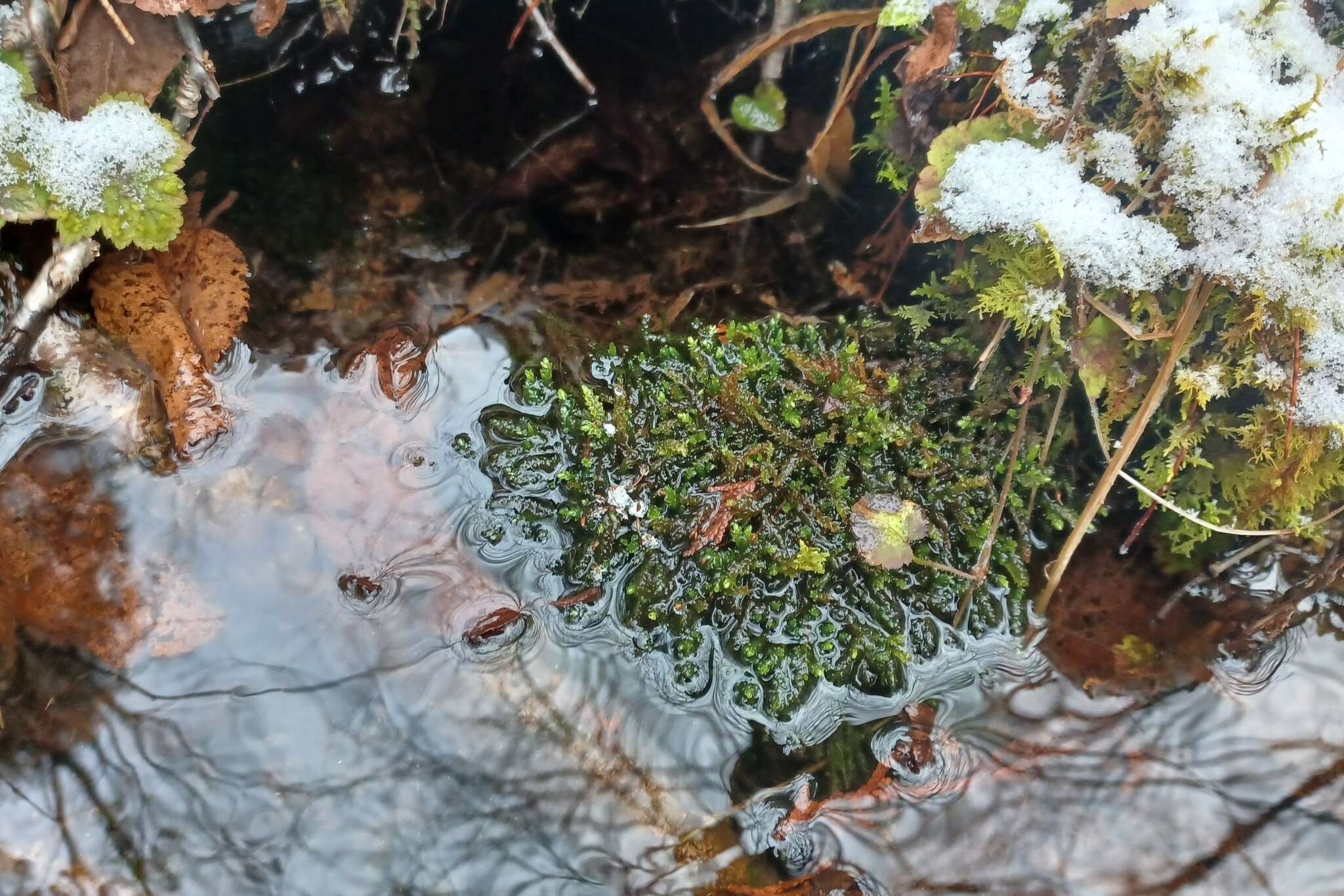 Image of <i>Rhynchostegium aquaticum</i>