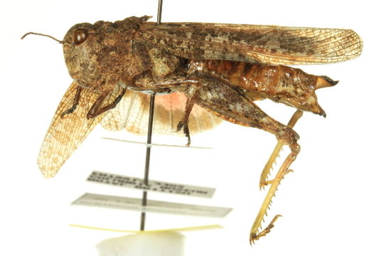 Image of <i>Cratypedes lateritius</i> (Saussure 1884)