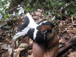 Image of Chestnut-naped Forktail