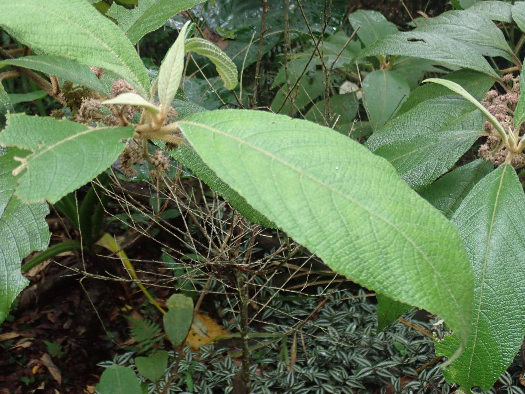 Image of Callicarpa pedunculata R. Br.