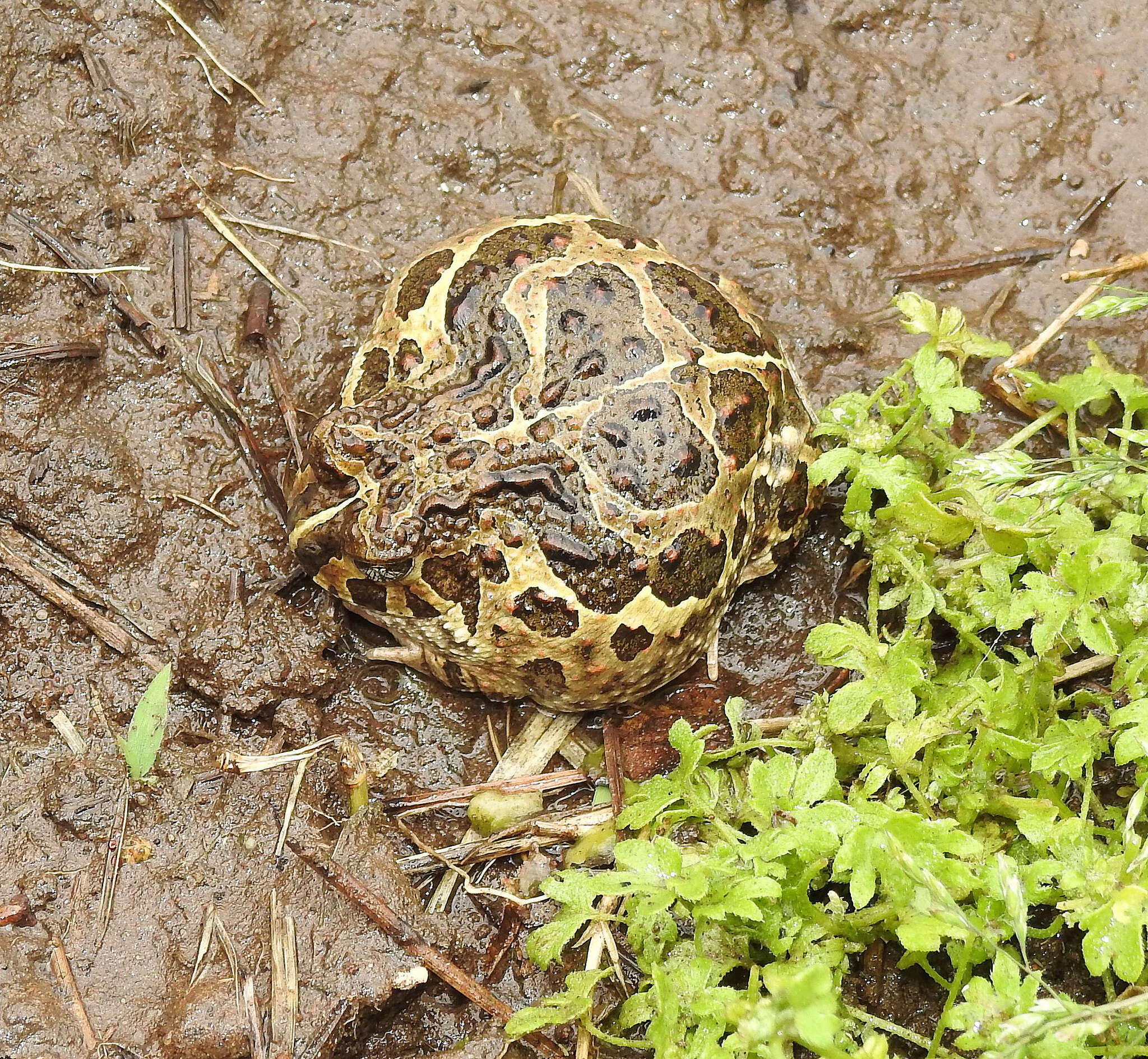 Image of American Ground Frog