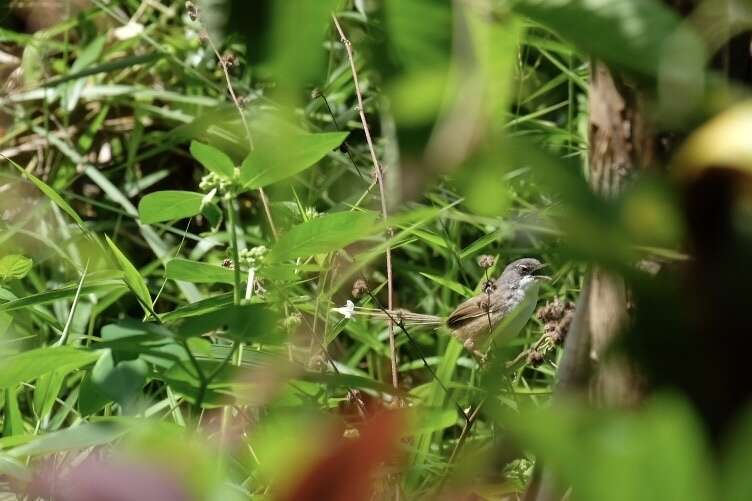 Image of Hill Prinia