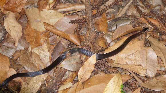 Image of Cacophis squamulosus (A. M. C. Duméril, Bibron & A. H. A. Duméril 1854)