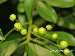 Image of Euonymus carnosus Hemsl.