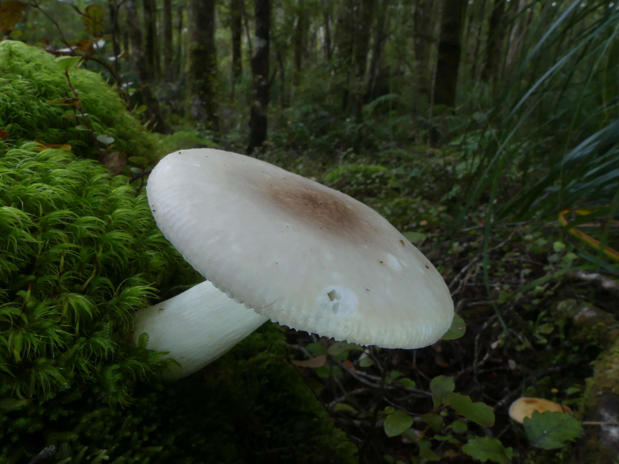 Image of Russula purpureotincta McNabb 1973