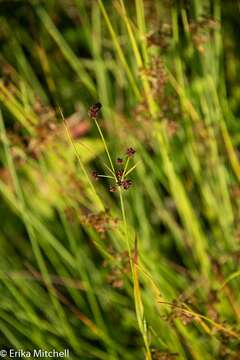 Imagem de Scirpus hattorianus Makino