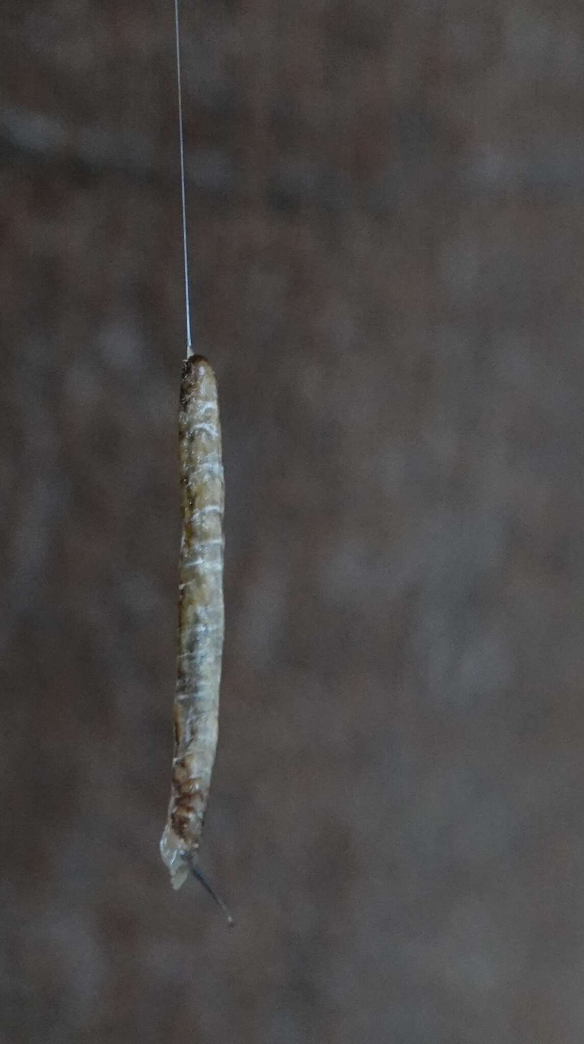 Image of Caterpillar slug