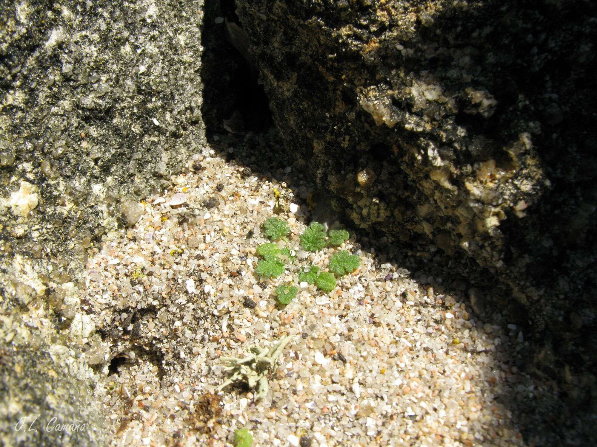 Слика од Erodium maritimum (L.) L'Her.