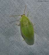 Image of Green Banana Cockroach