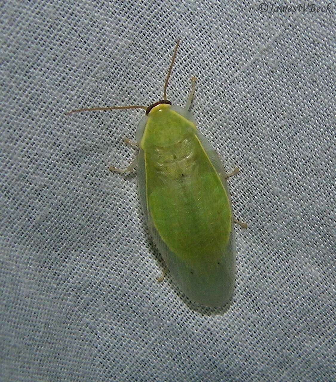 Image of Green Banana Cockroach