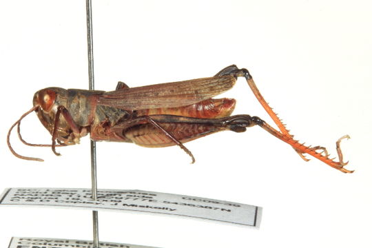 539.inrma img 0682 1345216082 jpg.580x360