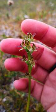 Imagem de Prasophyllum atratum D. L. Jones