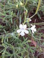 Image of Endostemon tenuiflorus (Benth.) M. R. Ashby