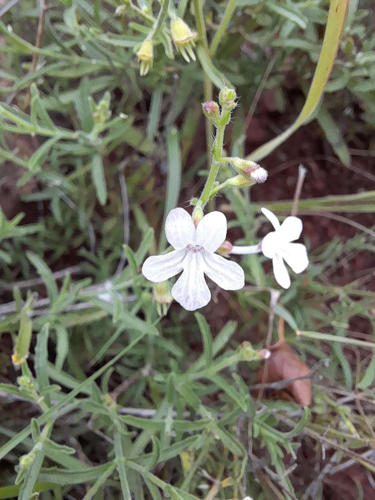 Image of Endostemon tenuiflorus (Benth.) M. R. Ashby