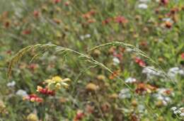 Image of Ozark grass