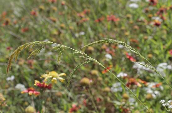 Imagem de Limnodea arkansana (Nutt.) L. H. Dewey