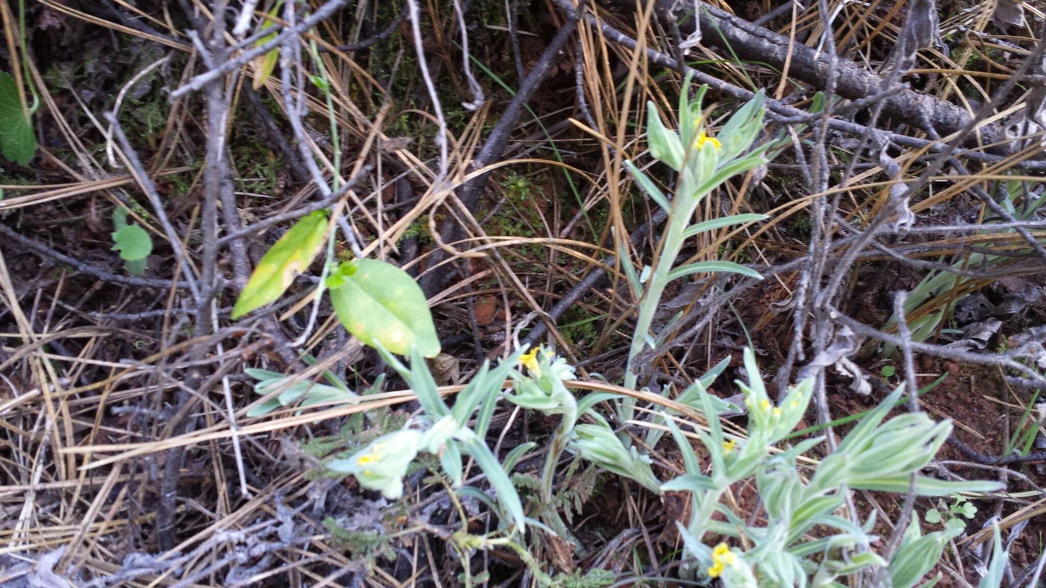 Image of California stoneseed