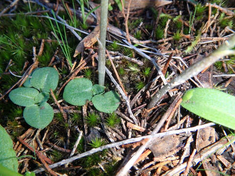 Image of Red-banded greenhood