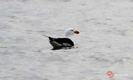 Image of Pacific Gull