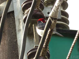 Image of Red-capped Cardinal