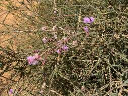 Image of Melaleuca gibbosa Labill.