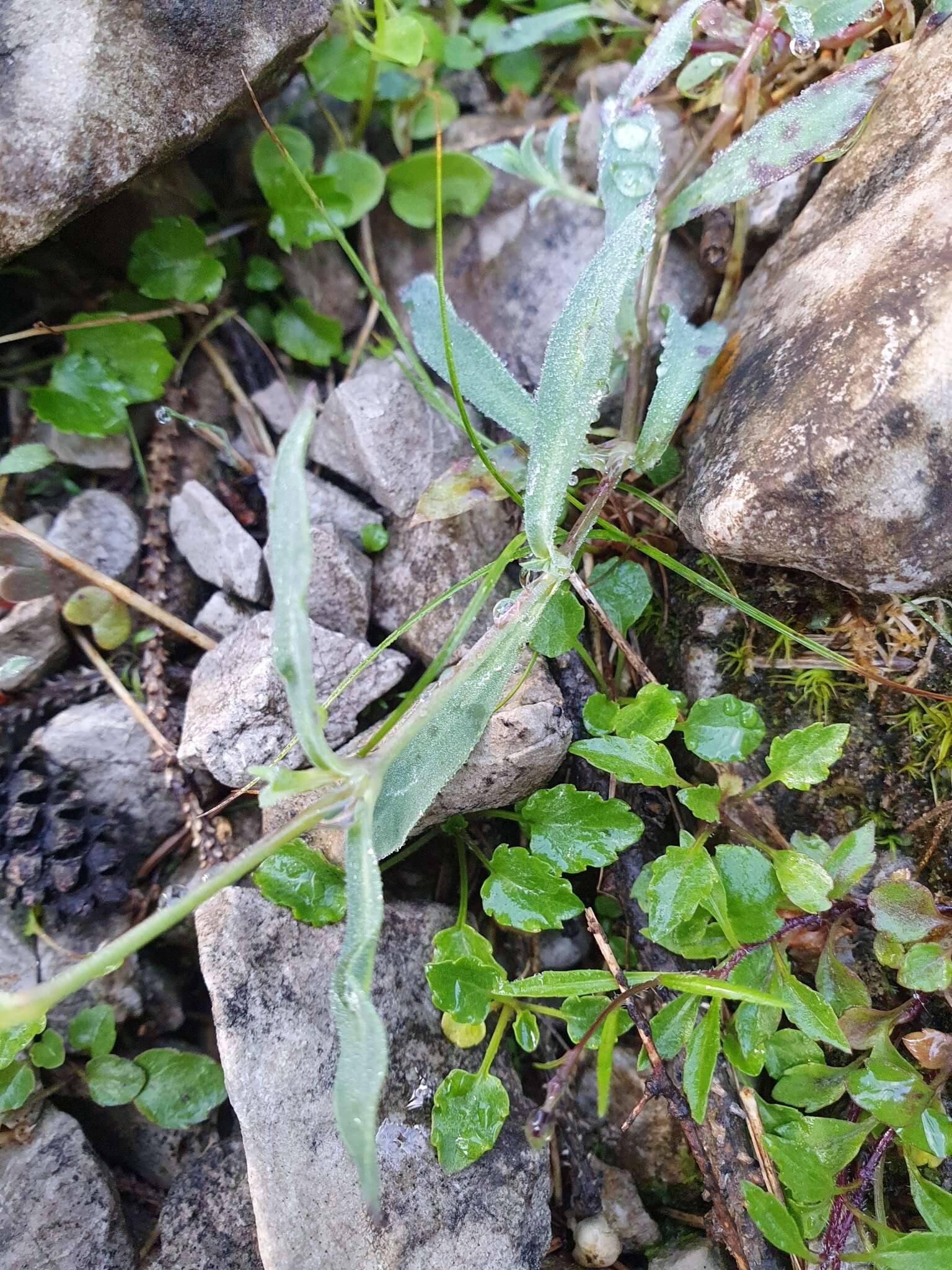 Image de Silene vulgaris subsp. glareosa (Jordan) Marsden-Jones & Turrill