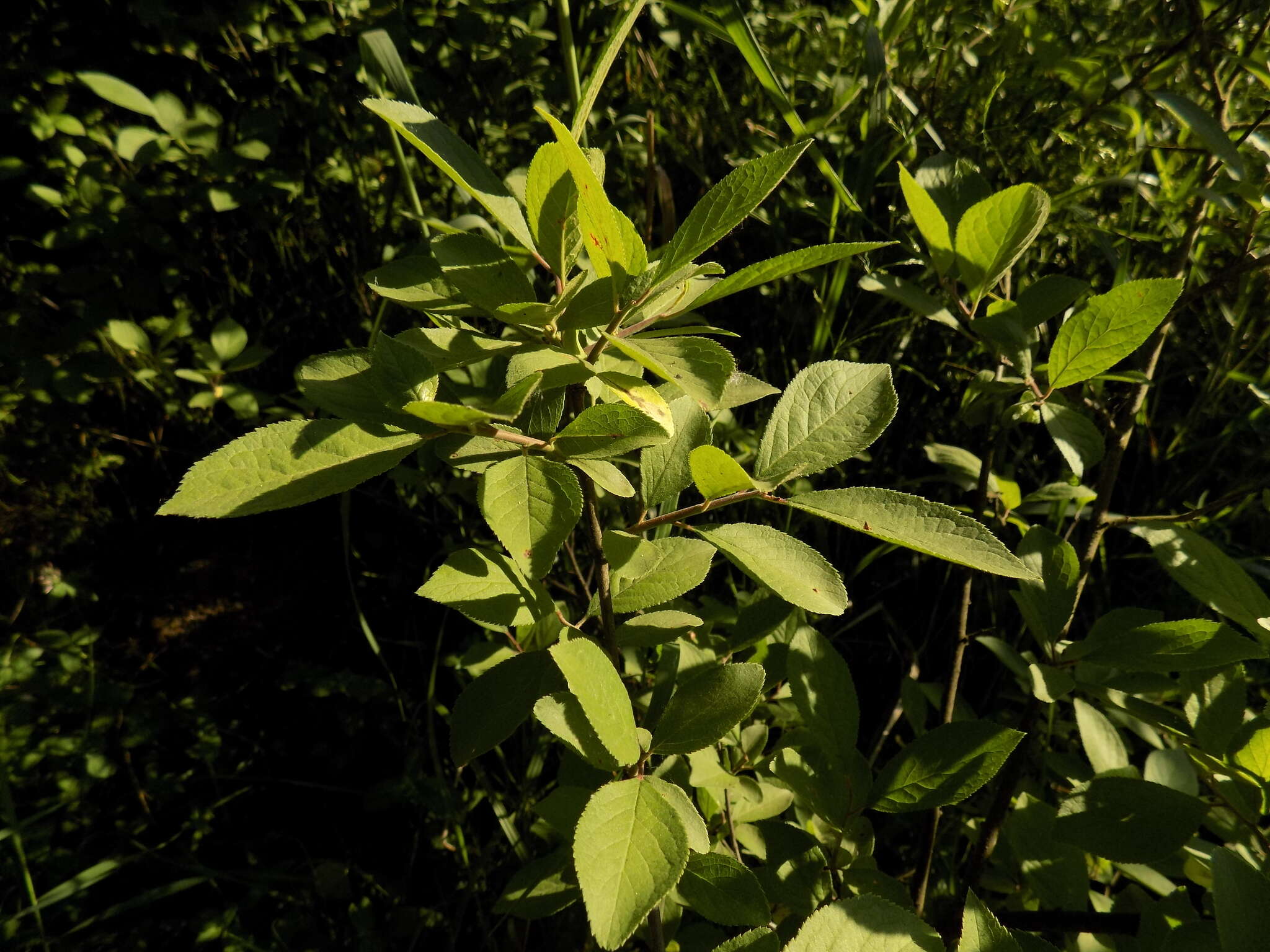 Image of Prunus spinosa subsp. dasyphylla (Schur) Domin