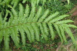 Image of Pteris incompleta Cav.