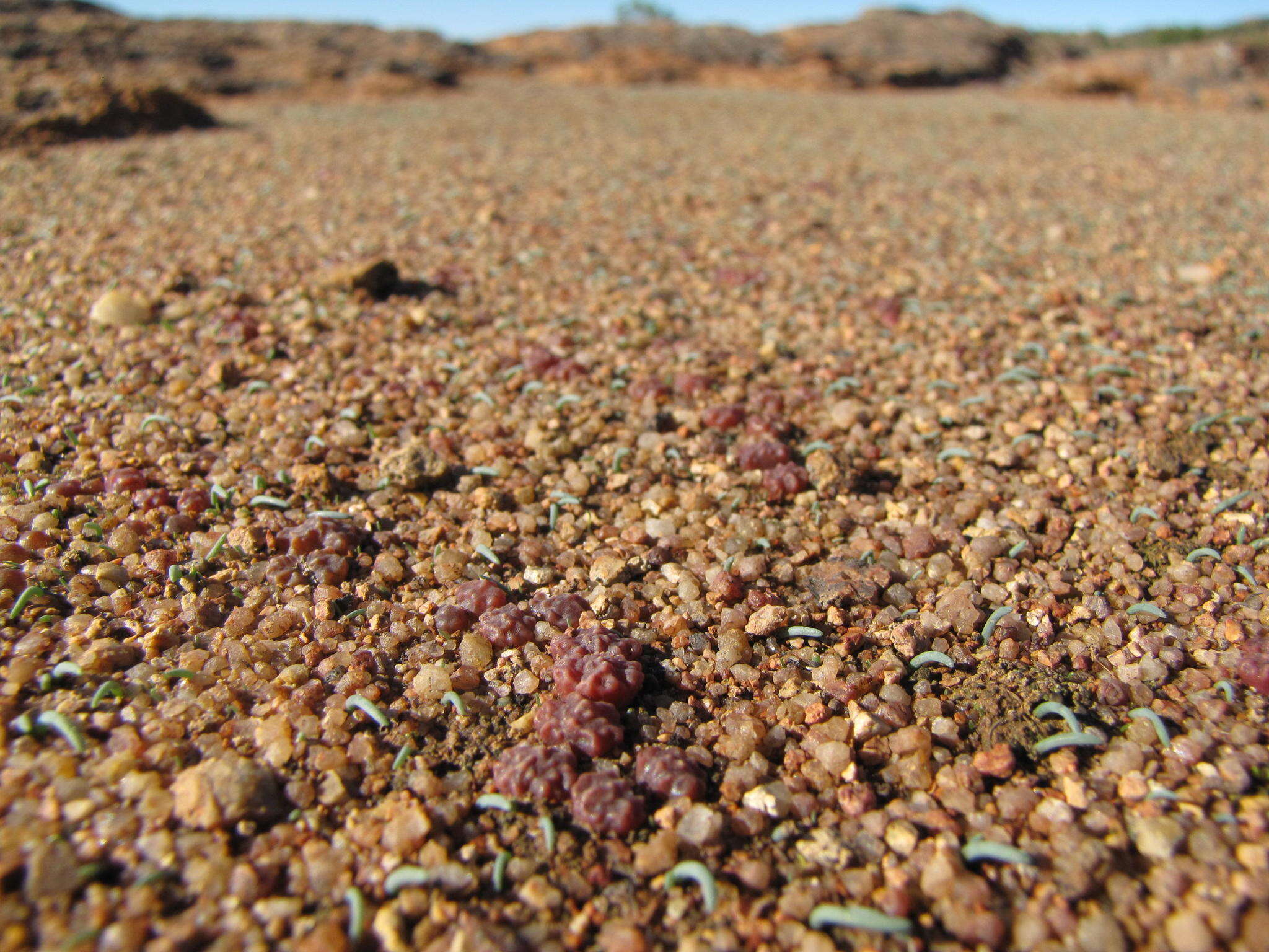 Imagem de Conophytum rugosum S. Hammer