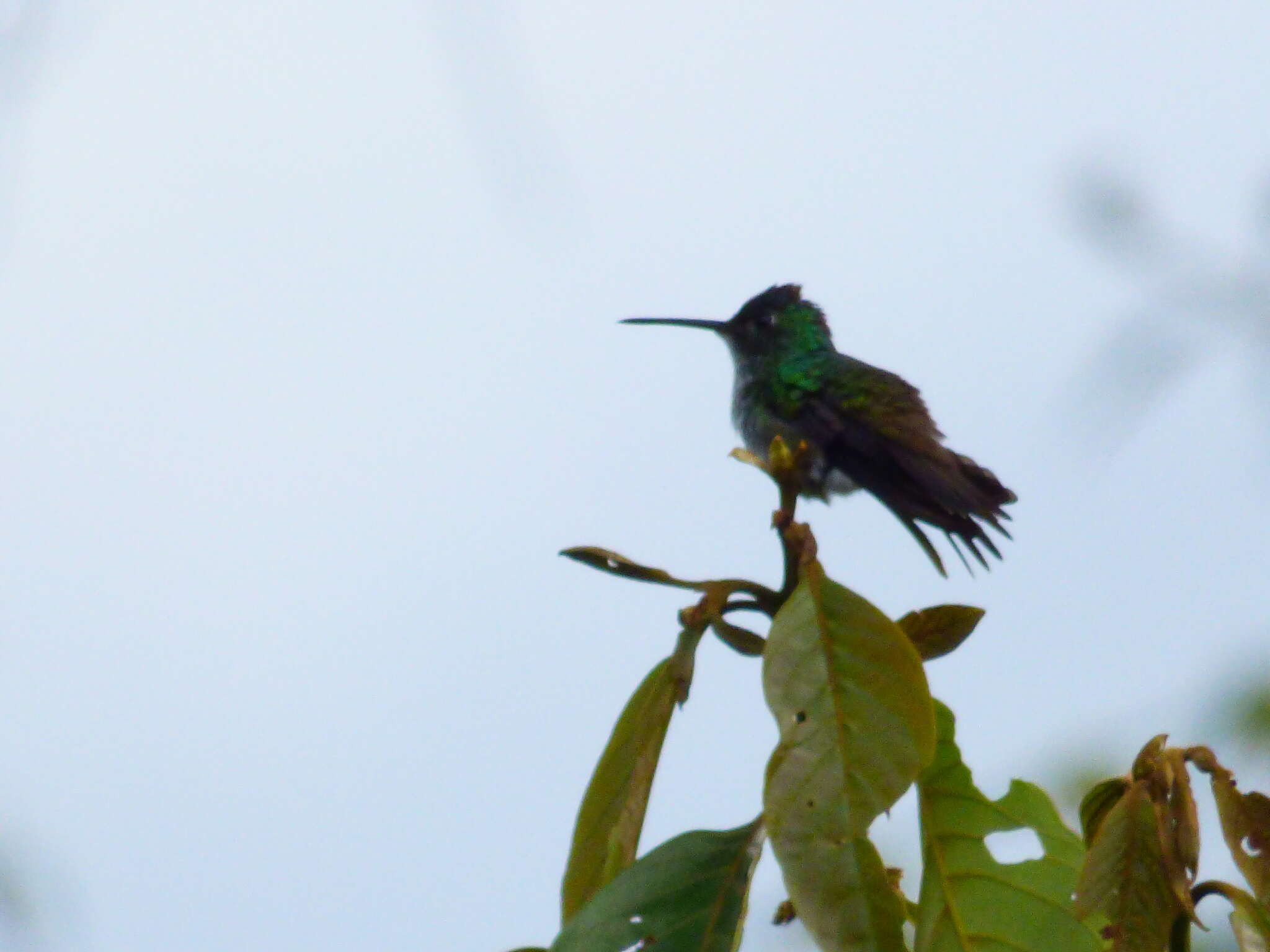 Image of Andean Emerald