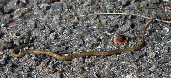 Image of Collared Dwarf Racer