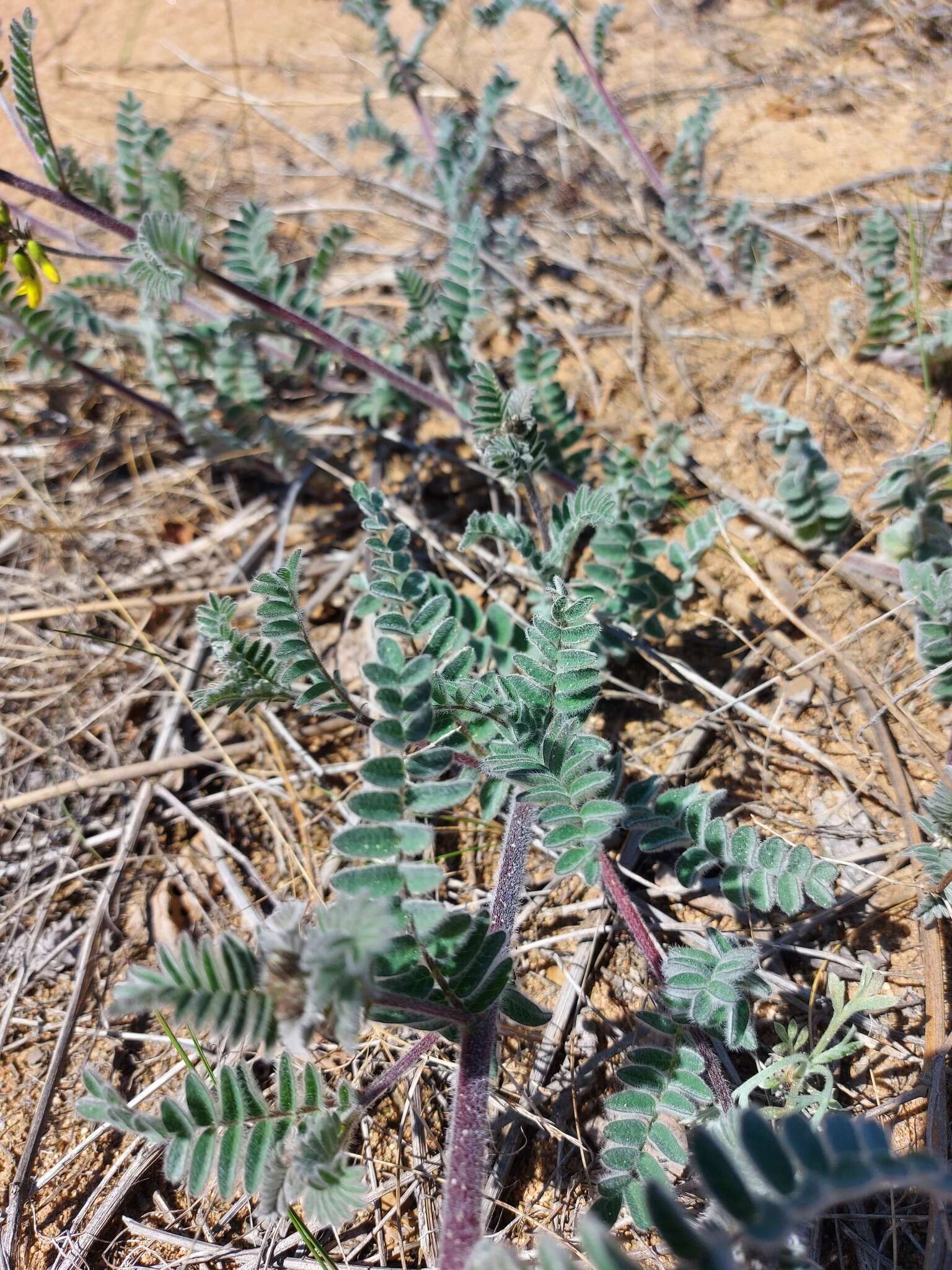 Image of Astragalus sericeocanus Gontsch.