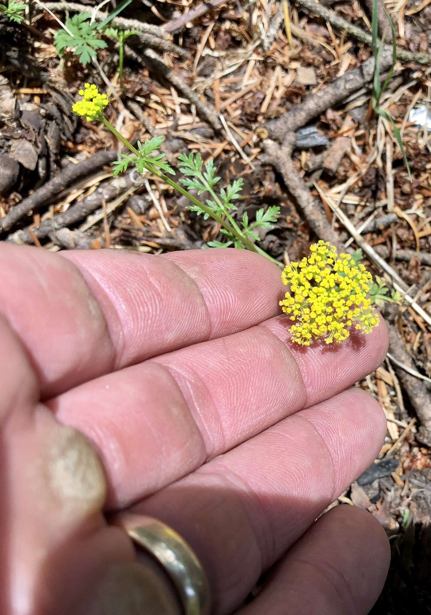 Imagem de Cymopterus lemmonii (J. M. Coult. & Rose) Dorn