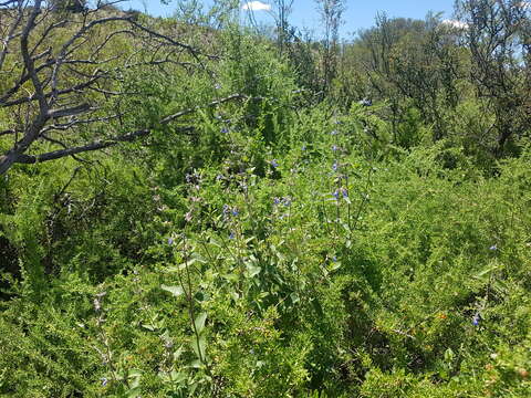 Image of Salvia cuspidata Ruiz & Pav.