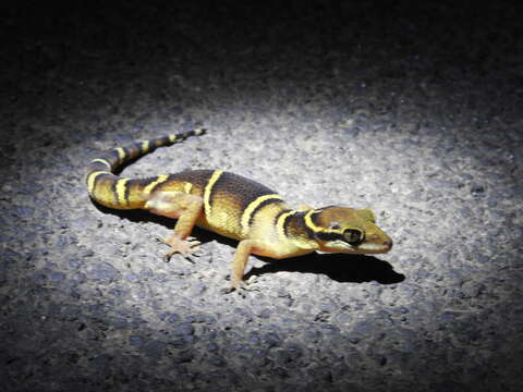 Image of Banded Ground Gecko