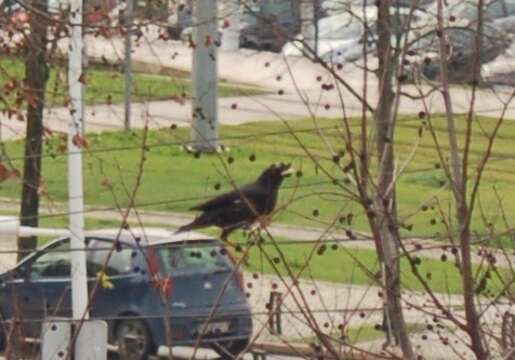 Image of Crested Myna