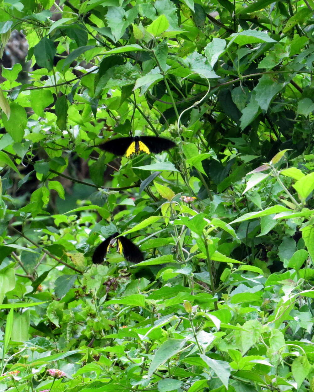 Image of Common birdwing