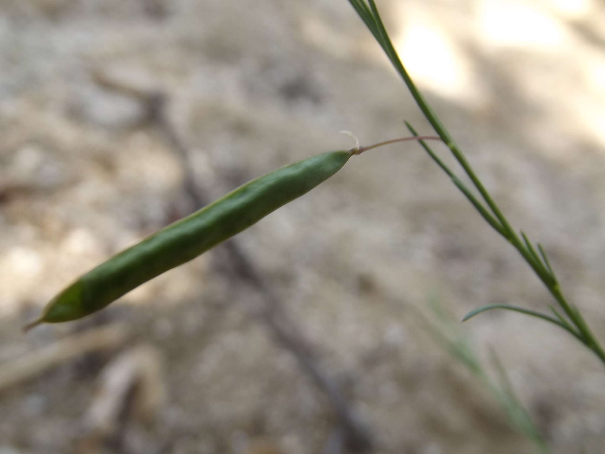 Слика од Physostemon guianense (Aubl.) Malme