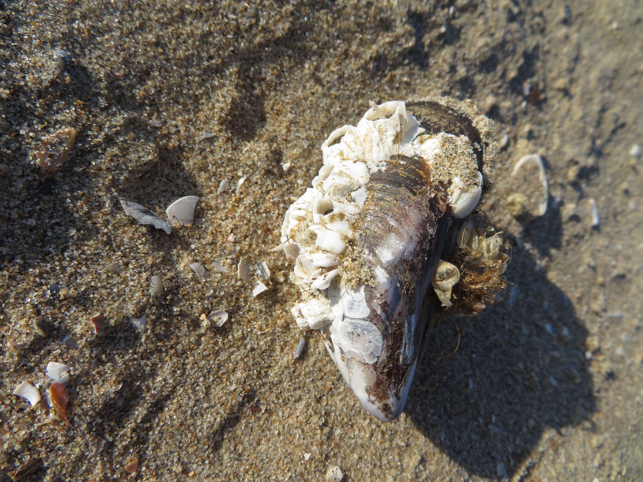 Image of Crenate barnacle