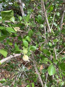 Image of white indigoberry