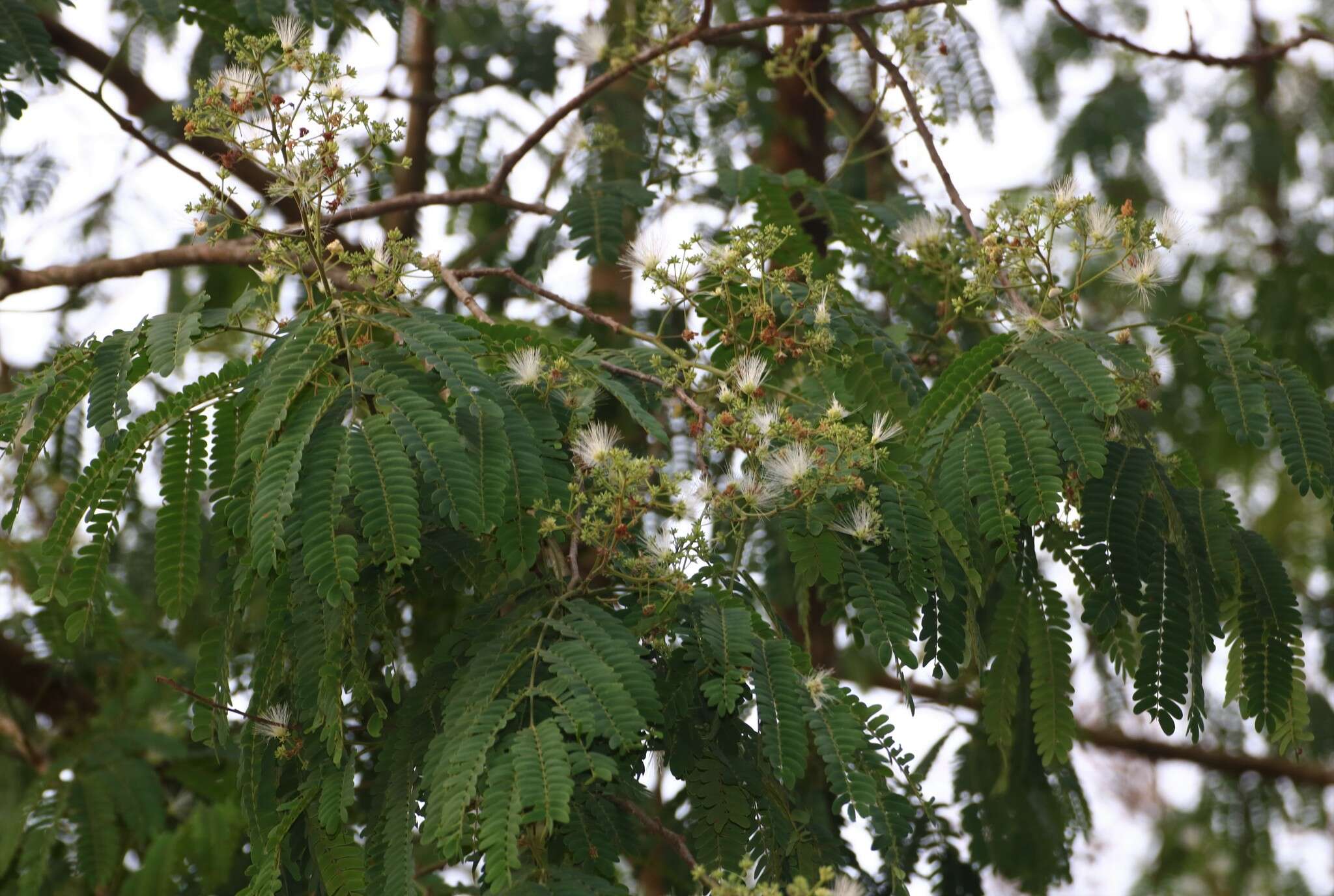 Image of albizia