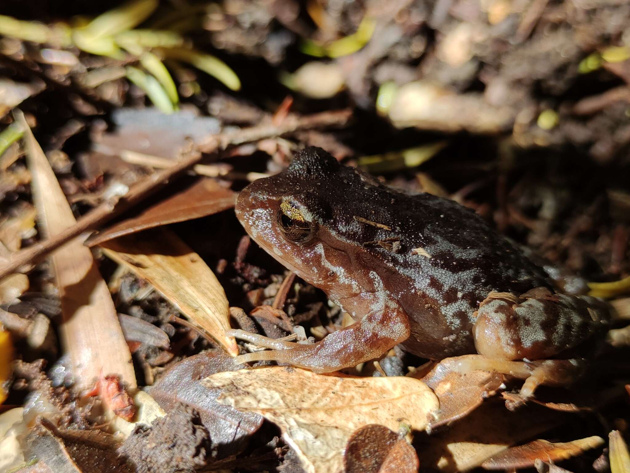 Image of Eupsophus altor Nuñez, Rabanal & Formas 2012