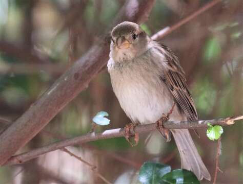 Passer hispaniolensis hispaniolensis (Temminck 1820) resmi