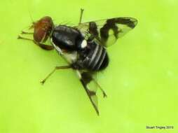 Image of Apple Maggot Fly