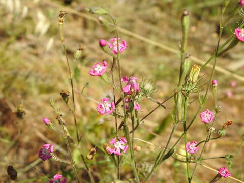 صورة Silene scabriflora Brot.