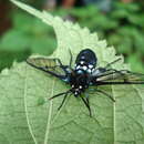 Image de Homoeocera acuminata Walker 1856