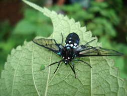 Image de Homoeocera acuminata Walker 1856