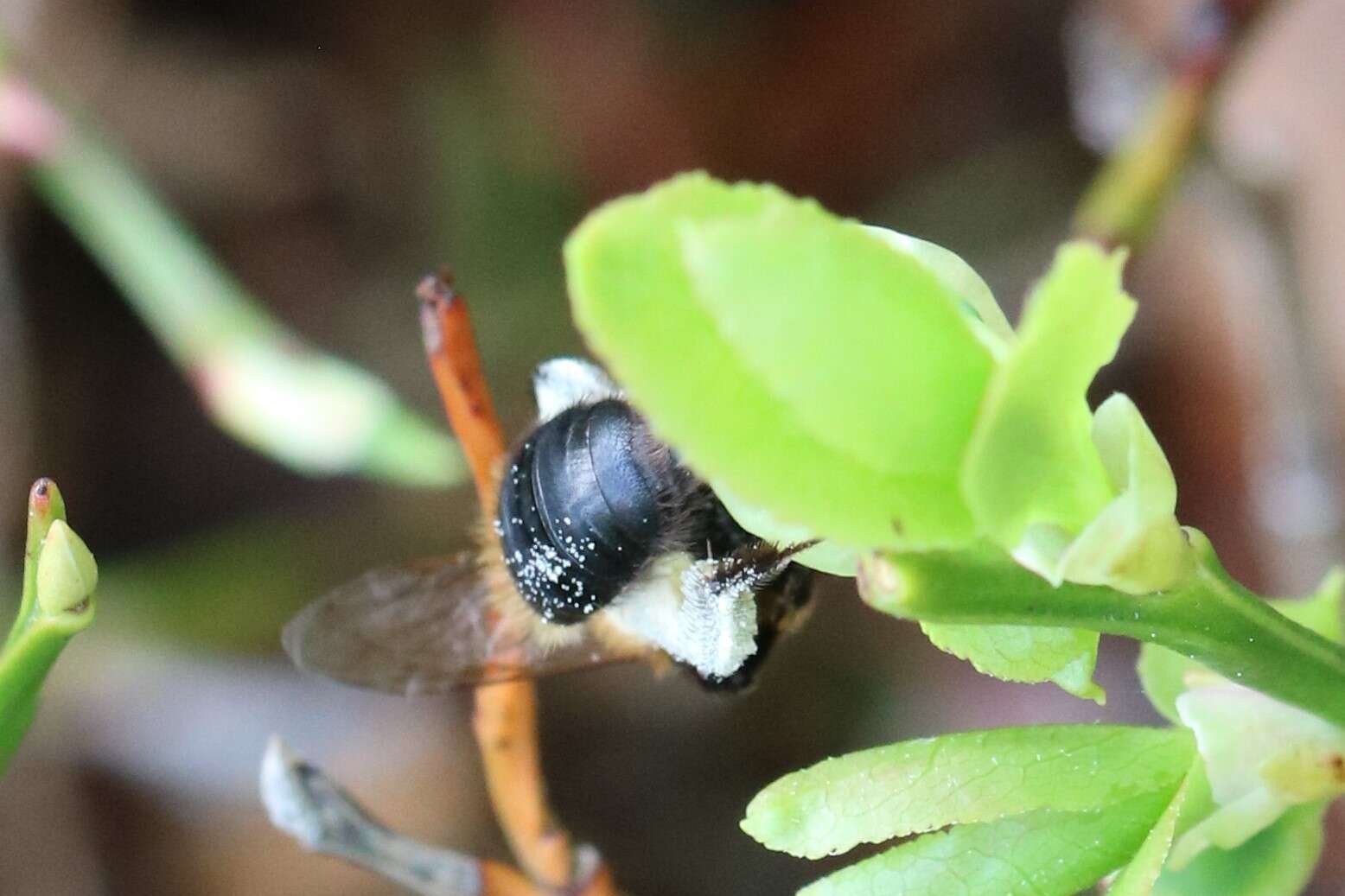 Image of Andrena lapponica Zetterstedt 1838