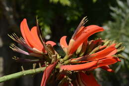 Image of Erythrina variegata L.