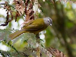 Image of Mountain Greenbul